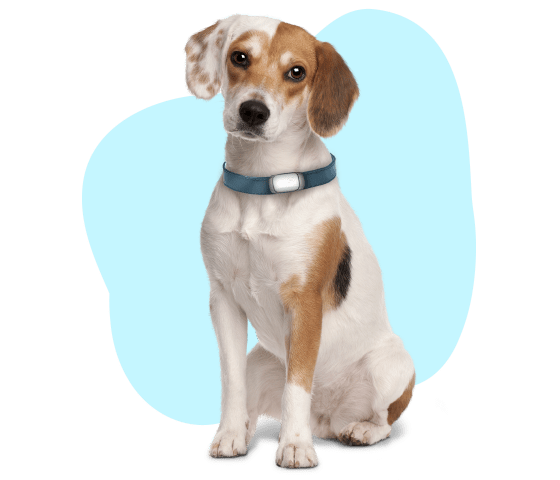 dog-10