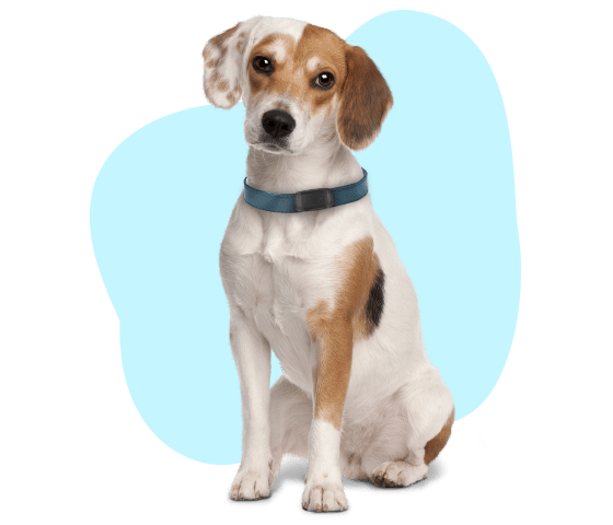 area-pets-dog